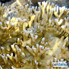 Millepora alcicornis Bladed Fire Coral