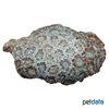 Micromussa sp. Stony Coral (LPS)