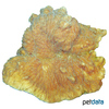 Merulina ampliata Ruffle Ridge Coral (LPS)