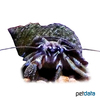 Pagurus bernhardus Common Hermit Crab