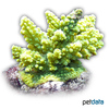 Acropora tumida Stony Coral (SPS)