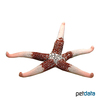 Nardoa tuberculata Mottled Sea Star