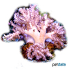 Klyxum sp. Slimy Soft Coral