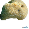 Leptoria phrygia Maze Coral (LPS)