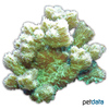 Hydnophora rigida Velvet Horn Coral (LPS)