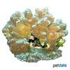 Hydnophora exesa Spine Coral (LPS)