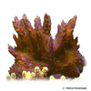 Acropora sp. 'Tricolor' Staghorn Coral (SPS)