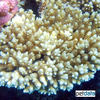 Acropora sp. Staghorn Coral (SPS)