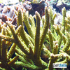Acropora sp. Staghorn Coral (SPS)