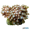 Alveopora catalai Branching Flower Pot Coral (LPS)