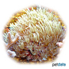 Anthelia sp. Waving-hand Coral
