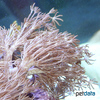 Anthelia glauca Waving-hand Coral