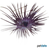 Cerianthus membranaceus 'Purple-Black' Mediterranean Tube Anemone