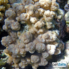 Astreopora suggesta Porous Star Coral (LPS)
