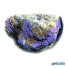 Astreopora sp. 'Blue' Porous Star Coral (LPS)
