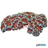 Micromussa lordhowensis 'Red Grey' Stony Coral (LPS)