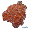 Micromussa lordhowensis 'Red Brown' Stony Coral (LPS)