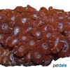 Micromussa lordhowensis 'Purple' Stony Coral (LPS)