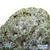 Micromussa lordhowensis 'Grey Green' Stony Coral (LPS)