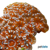 Micromussa lordhowensis 'Brown' Stony Coral (LPS)