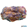 Echinopora mammiformis Leafy Hedgehog Coral (LPS)