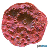 Echinophyllia patula Chalice Coral (LPS)