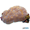 Echinophyllia echinata Chalice Coral (LPS)
