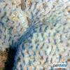 Dipsastraea truncata Knob Coral (LPS)