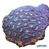 Dipsastraea speciosa Knob Coral (LPS)