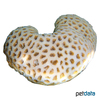Dipsastraea pallida Knob Coral (LPS)