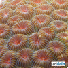 Dipsastraea helianthoides Knob Coral (LPS)