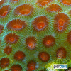 Dipsastraea favus Head Coral (LPS)