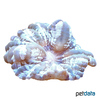 Cynarina lacrymalis 'White' Button Coral (LPS)