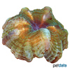 Cynarina lacrymalis 'Green' Button Coral (LPS)