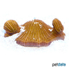 Cycloseris fragilis Mushroom Coral (LPS)