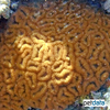 Favia sp. Favia Brain Coral (LPS)