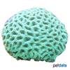 Favites chinensis Pineapple Coral (LPS)