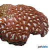 Favia sp. Favia Brain Coral (LPS)