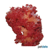 Dendronephthya sp. Carnation Tree Coral