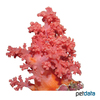 Dendronephthya klunzingeri Cauliflower Coral