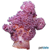 Dendronephthya habereri Carnation Tree Coral