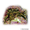 Clibanarius striolatus Danas Hermit Crab