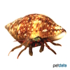 Clibanarius englaucus Hermit Crab