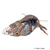 Calcinus sp. Hermit Crab