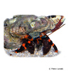 Calcinus cf. elegans Electric Orange Hermit Crab