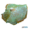 Amplexidiscus fenestrafer Elephant Ear Coral