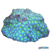 Favites melicerum Larger Star Coral (LPS)