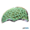 Favites halicora Larger Star Coral (LPS)