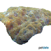 Favites flexuosa Larger Star Coral (LPS)