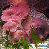 Discosoma sp. 'Pink' Pink Mushroom Coral